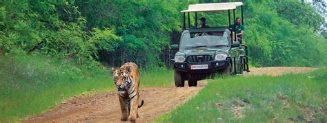 Jeep Safari In Tadoba Tadoba Jeep Safari Booking