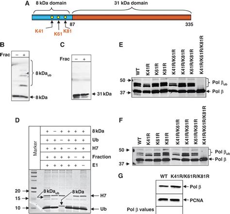 Identification of Mule ubiquitylation sites within Pol β A Schematic