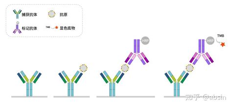 做ELISA实验您还需要注意这些 知乎