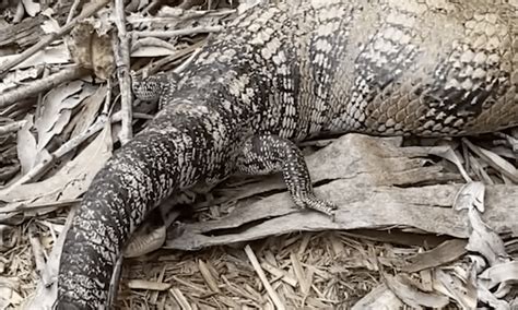 Watch a blue-tongue lizard give birth - Australian Geographic