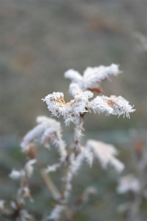 Banco De Imagens Natureza Ramo Flor Neve Frio Inverno Plantar