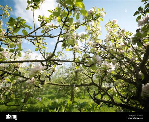 Obstgarten Sonnig Stockfotos Und Bilder Kaufen Alamy