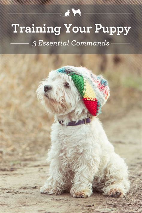 Training Your Puppy: 3 Essential Commands