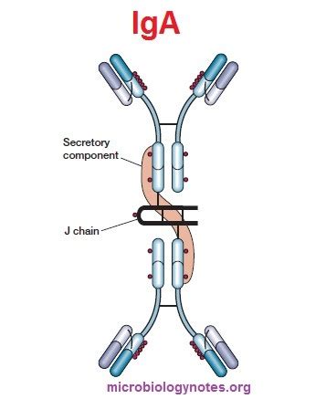 Antibody or Immunoglobulin - Microbiology Notes