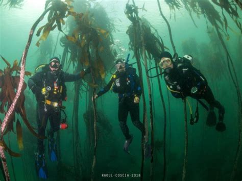 Scuba Diving Cape Town The Best Cape Town Diving Padi Courses