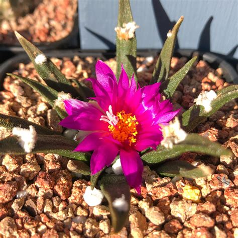 Ariocarpus Agavoides In Flower For The Second Time This Year Cactus