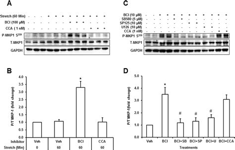 P38α Mapk Inhibits Stretch Induced Jnk Activation In Cardiac Myocytes