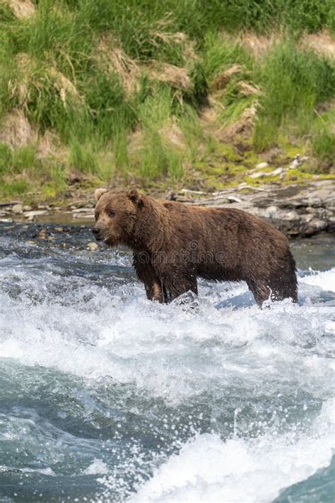 Alaskan Brown Bear At Mcneil River Stock Photo Image Of Bear Game