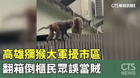 高雄獼猴大軍擾市區 翻箱倒櫃民眾誤當賊｜華視新聞 20240615 Youtube