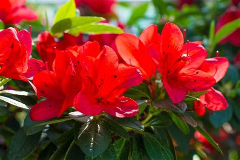 8 Stunning Red Flowering Shrubs Harper S Nurseries