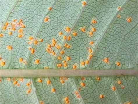 Plumeria Rust Fungus Tropics Home