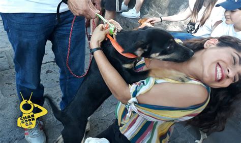 Morelia Peludos Te Esperan En Calzada A San Diego En Feria De Adopción