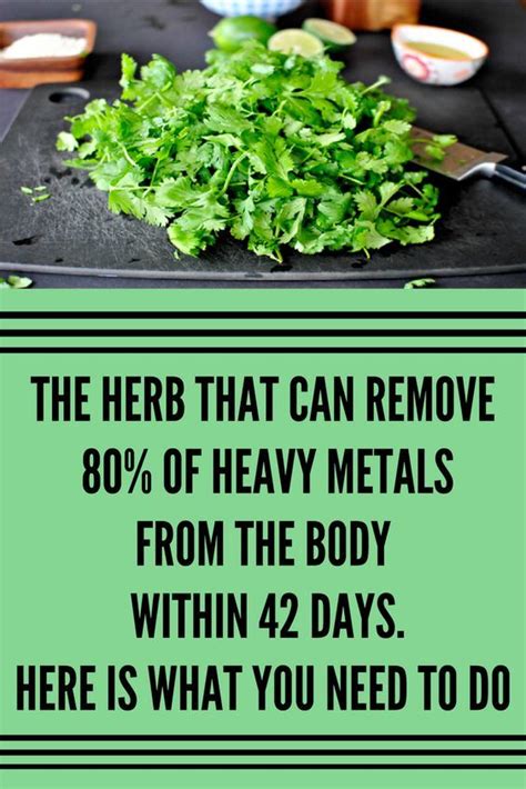 The Herb That Can Remove 80 Of Heavy Metals From The Body Within 42 Days Here Is What You Need