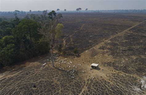 Deforestation In Brazilian Amazon Hits Tragic Record In 2022 Metro Us