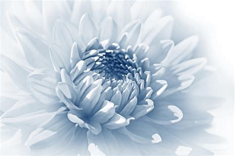 Dahlia Flower Soft Blue Photograph by Jennie Marie Schell - Fine Art ...