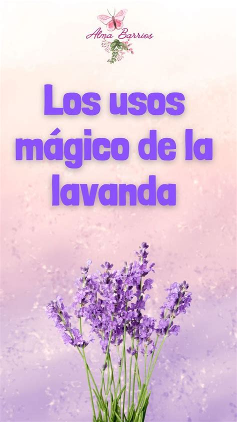 Lavanda Y Sus Usos M Gicos Lavanda Herbolaria Plantas