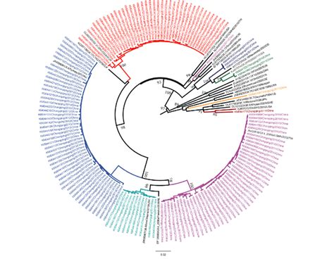 The Phylogenetic Tree Was Constructed Based On The Rdrp And Capsid