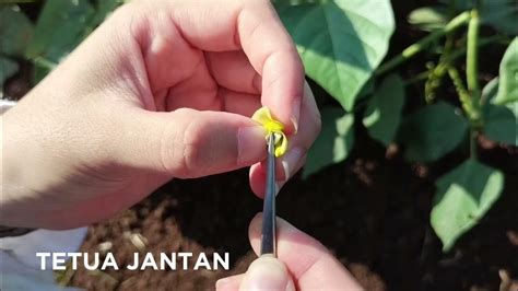 Persilangan Tanaman Kacang Hijau Daspemultan Kelompok 1 Youtube