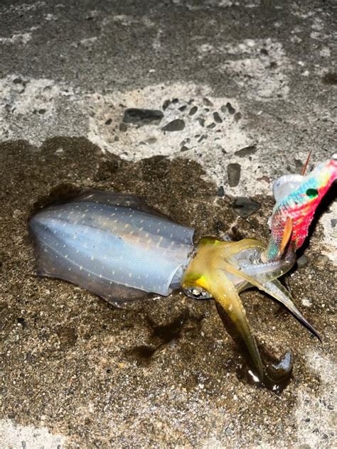 秋イカ調査！ 大阪府 深日周辺 エギング アオリイカ 陸っぱり 釣り・魚釣り 釣果情報サイト カンパリ