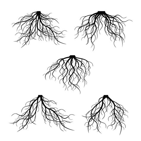 Black Tree Roots Vector Illustration Stock Vector Image By