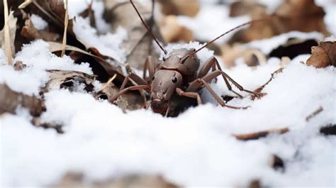 Do Ants Hibernate Discover Insect Winter Survivals