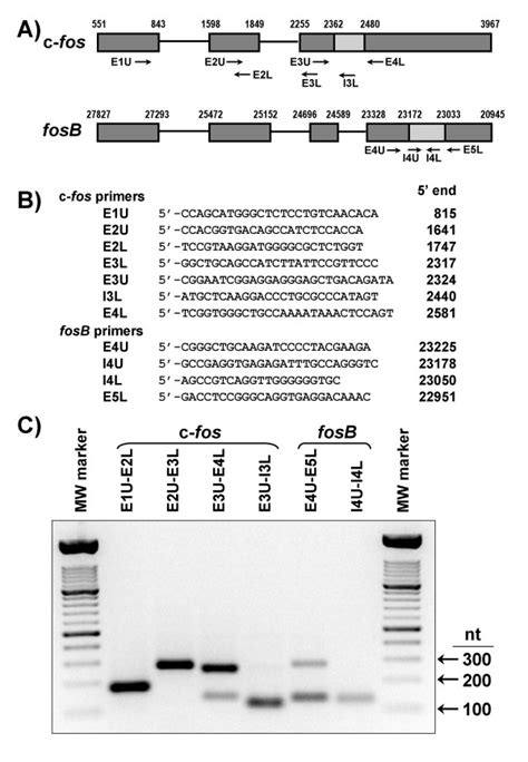 RT PCR Amplicons From C Fos And FosB Transcripts A Schematic Drawing