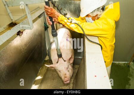 Rare Images Of A Pig Being Electrically Stunned By The Butcher Exactly