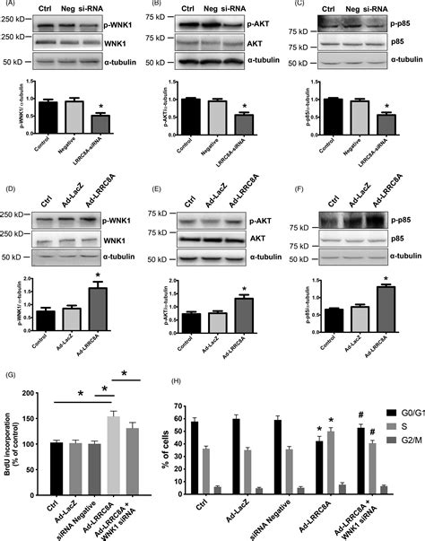 Cell Proliferation Cell Biology Journal Wiley Online Library