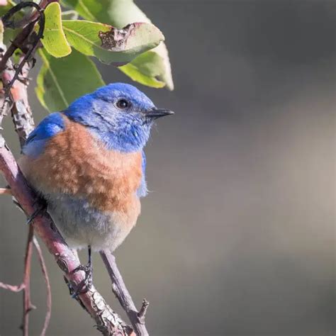 Western Bluebird - Facts, Diet, Habitat & Pictures on Animalia.bio