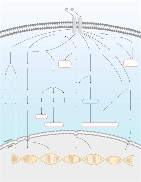 EGFR Signaling Pathway - Elabscience