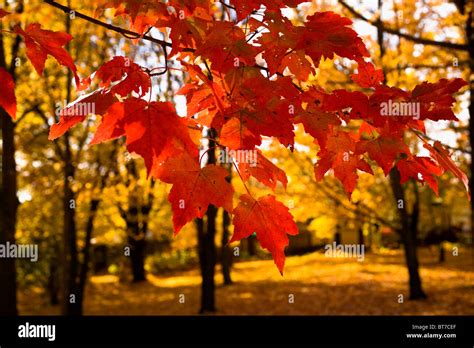 Red Maple leaves, Quebec, Canada Stock Photo - Alamy