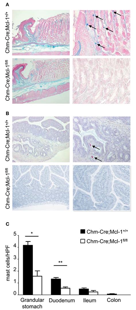 Frontiers Chymase Cre Mcl 1fl Fl Mice Exhibit Reduced Numbers Of Mucosal Mast Cells