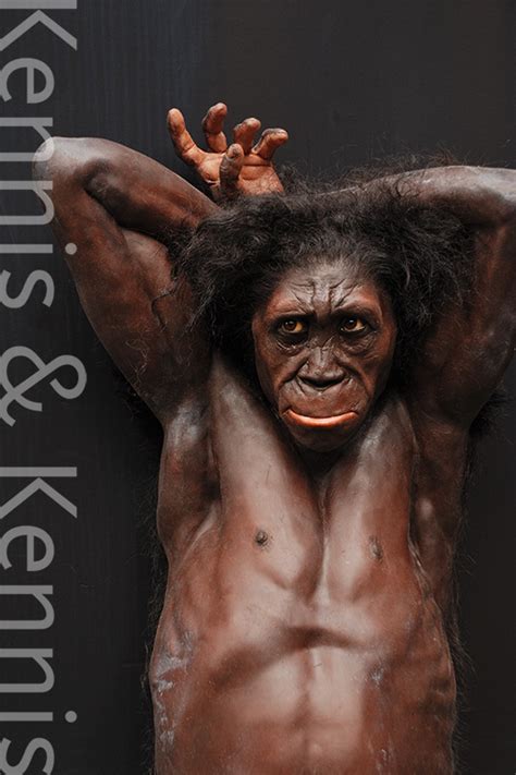 Australopithecus Sediba Kennis Kennis Reconstructions