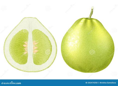 Green Pomelo Fruit With Red Pulp On White Background Vector