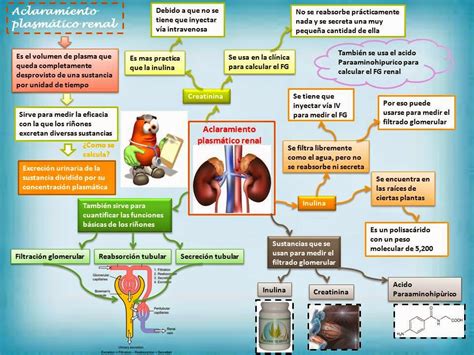 Blog De Fisiología Básica De Rogelio Eduardo Enriquez Lopez Aclaramiento Plasmatico Renal