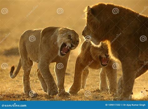 Lions fighting stock photo. Image of kenya, lioness - 109017332