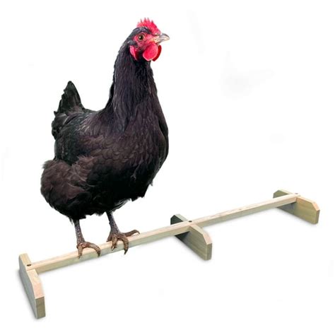 Backyard Barnyard 30 Stretch Chicken Perch Strong Roosting Bar Made In Usa Solid Wood