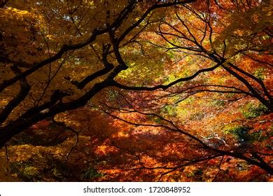 142,261 Red forest japan Images, Stock Photos & Vectors | Shutterstock