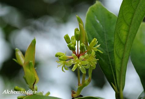 菝葜 Smilax china | Nature Library