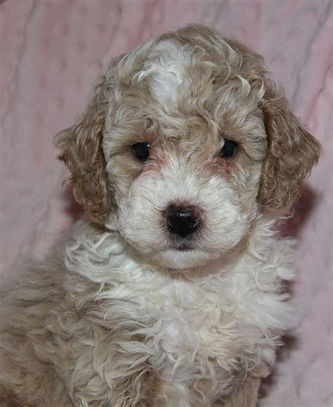 The Moyen Poodle Premium Moyen Poodle Puppy Breeder In Texas