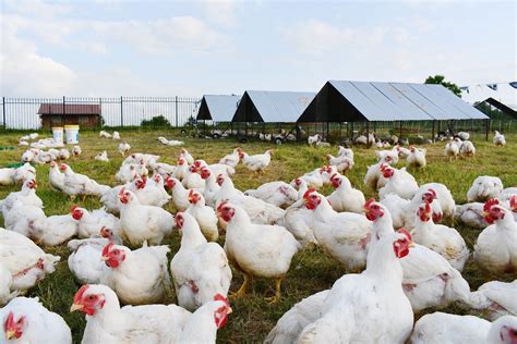 White Chicken Farm