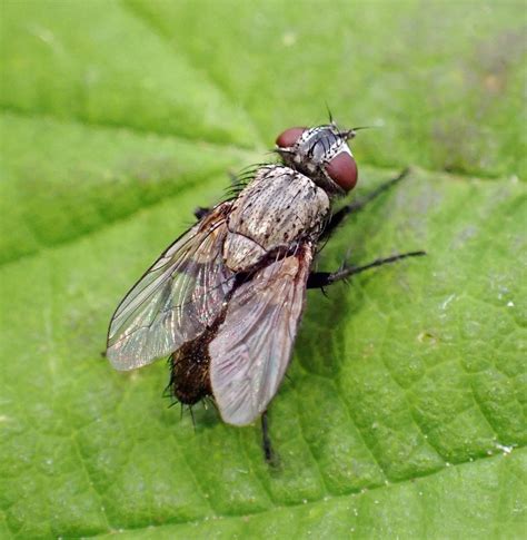 Sarcophila Latifrons Male Whiteford Burrows The Gower Flickr