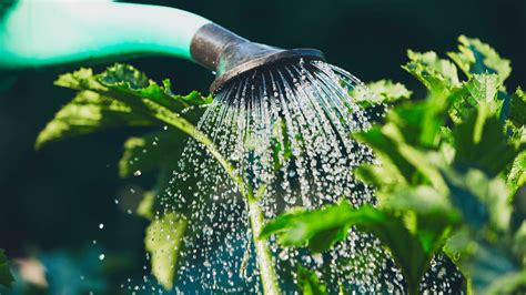 Garden Watering Systems