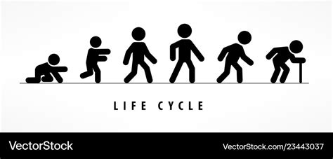 Life Cycle And Aging Process Royalty Free Vector Image