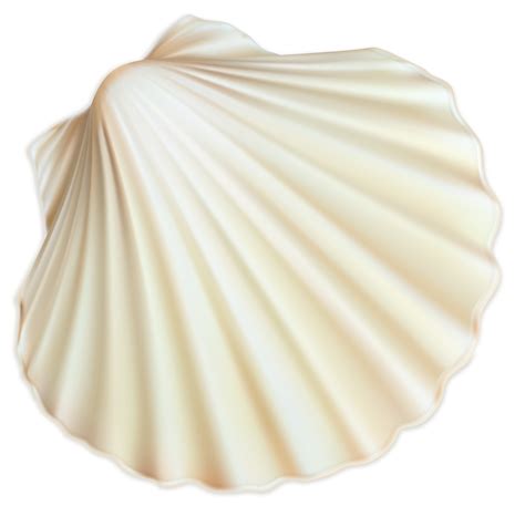 Seashell Png