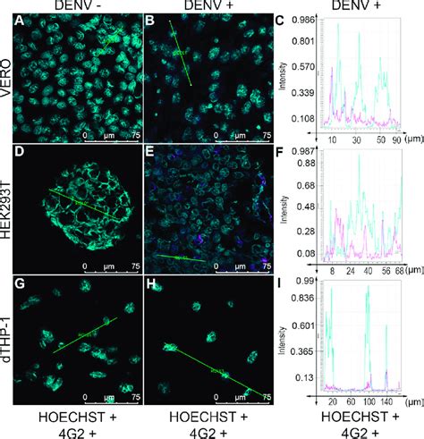 Confocal Immunofluorescence Of VERO HEK293T And PMA Treated THP 1