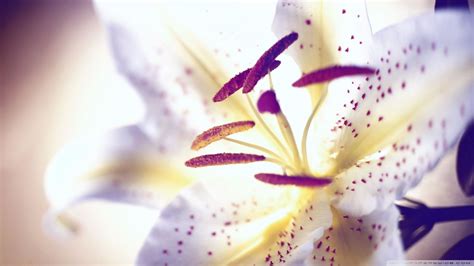 🔥 [40+] Lilies Wallpapers | WallpaperSafari