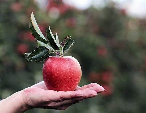 Royalty Free Photo Shallow Focus Photography Of Red Apple On Person