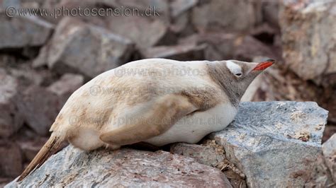 Leucistic (pale plumage) Gentoo Penguin in Antarctica