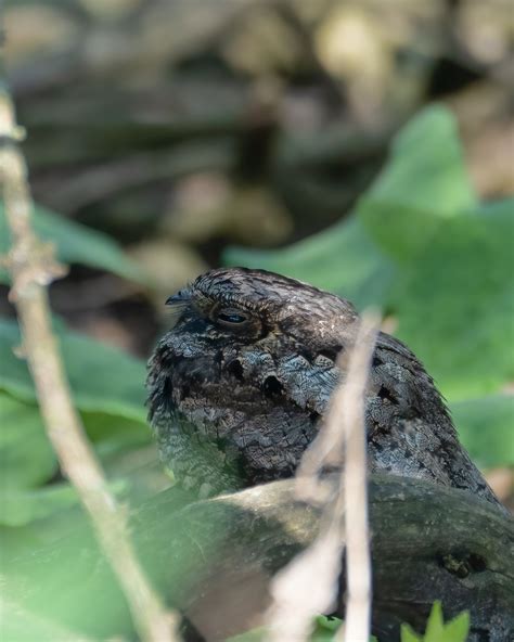 Field Trip: Eastern Whip-poor-will Walk — Chicago Ornithological Society